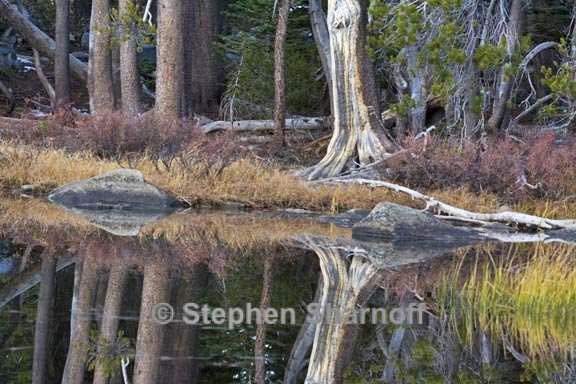 tree reflections 2 graphic